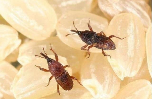 原来保存大米这么简单,学会这4招大米一年都不生虫,简单还实用