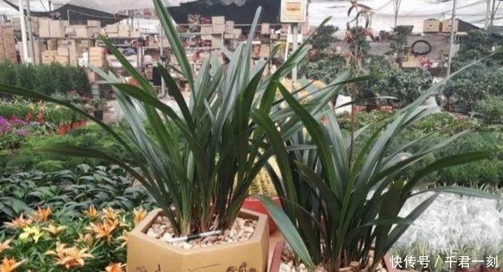 石子|养花不换盆,养一盆死一盆,终于知道为什么自己养不好花了!