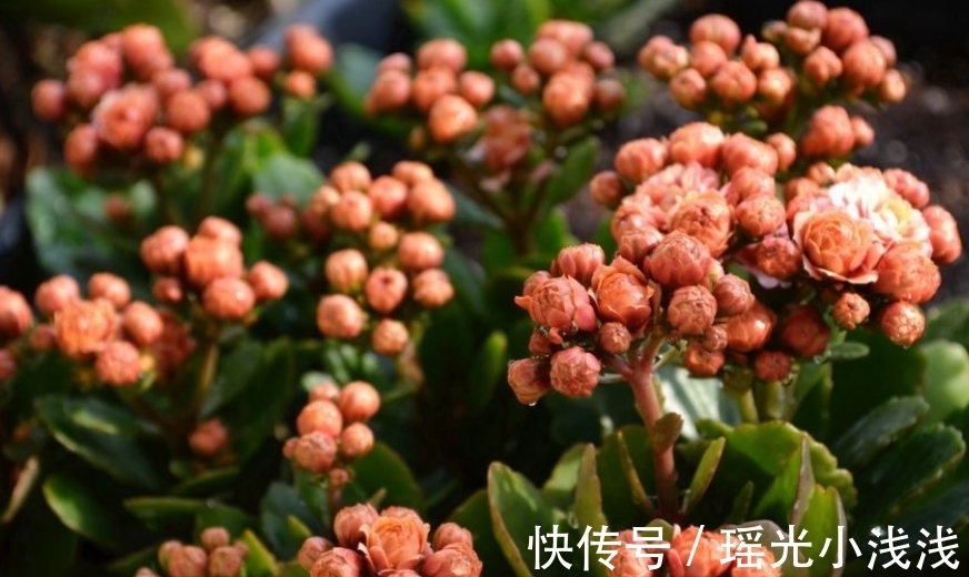 花苞|花市卖的长寿花，都满头花苞，原来是有“猫腻”，学学吧