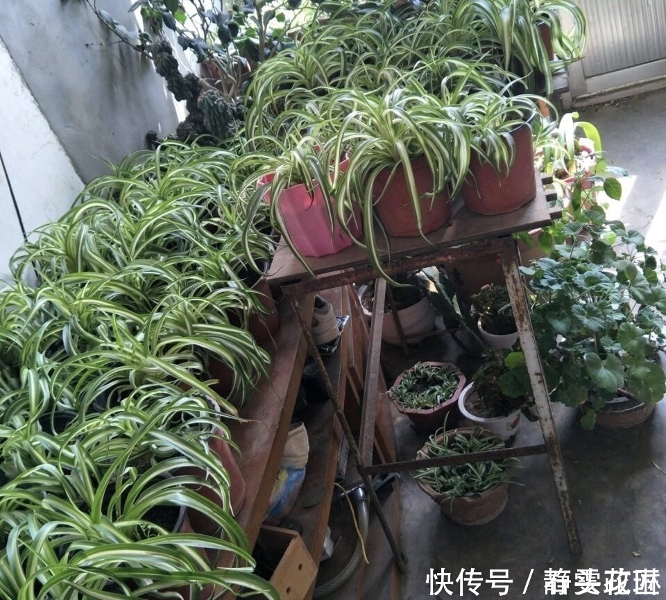 这4种花“生崽”高产量，长1年撑破花盆，1次分出20棵