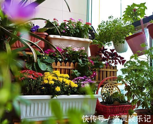 几种最漂亮的花,不输牡丹月季,花香四溢,四季开花