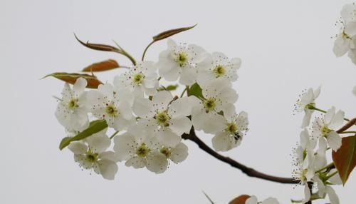 红鸾星动|近期，四生肖运势飘红，桃花飞身牵良缘，财运大涨，桃花朵朵开