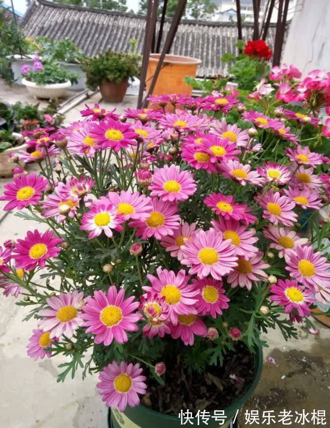 消毒|家庭养花:该怎么给土壤杀菌消毒?简易高效的手段有3种