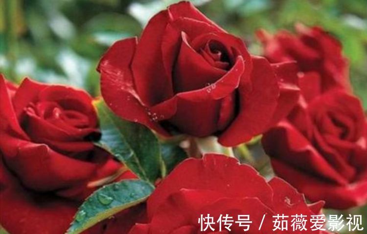 喜欢菊花，不如养盆“精品玫瑰”黑魔术，花开色如黑墨，高贵典雅