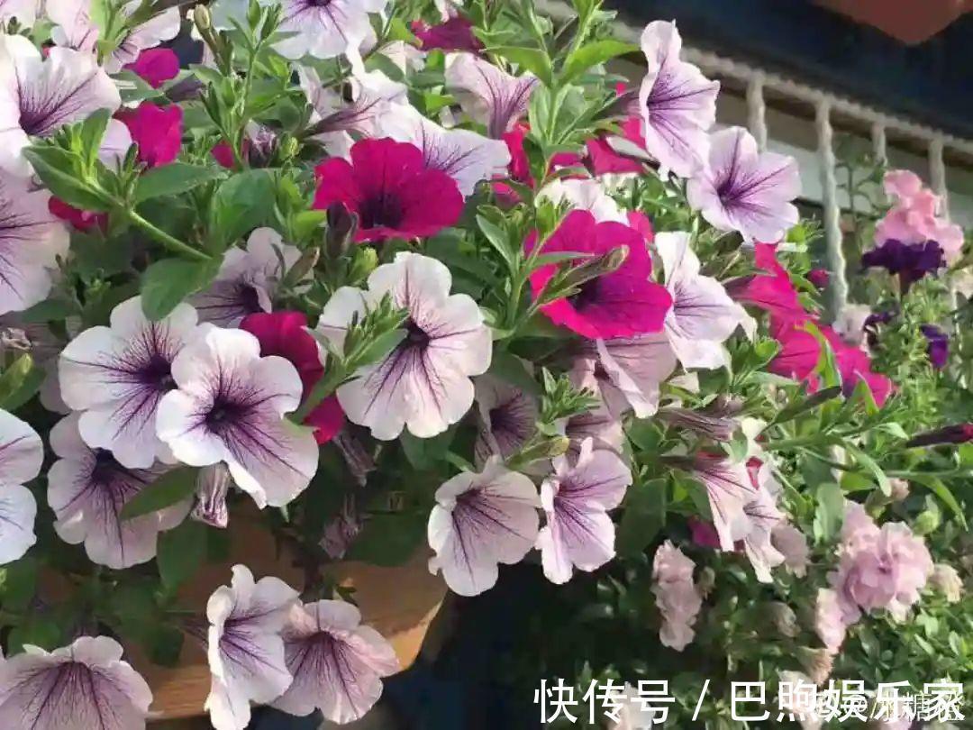枝条|家里有这6种花,赶紧挂起来,长的快、开花一年比一年多!