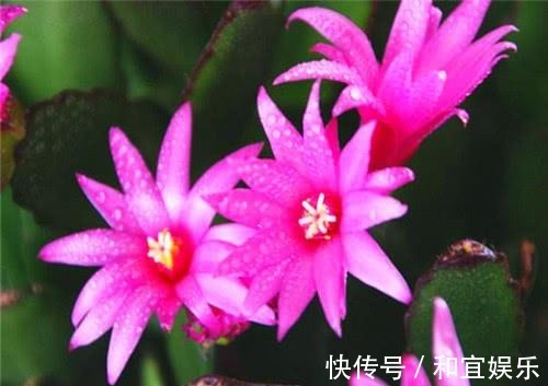 真昙花一次开一两朵,假昙花却能开100朵,怪不得都去抢这假货!