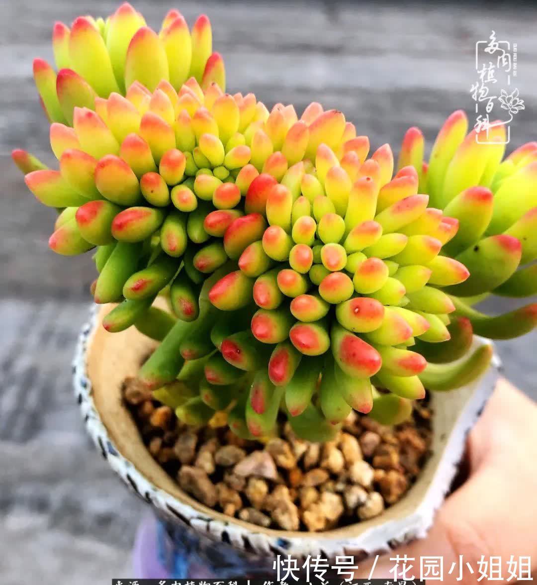 我的多肉宝宝美图,愿能给大家带来一丝轻松与愉悦!
