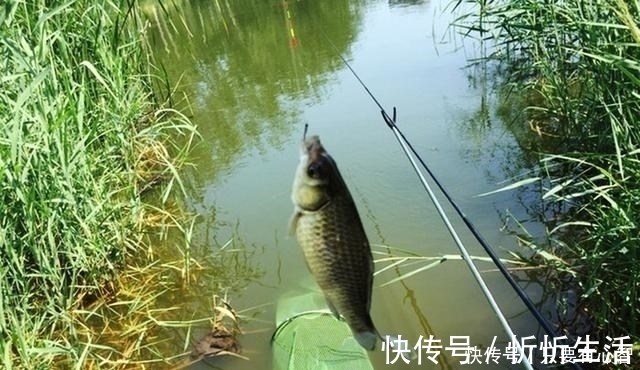 诱因|鱼星四起,鱼却不咬钩,着急解决不了问题,搞懂诱因方能化解