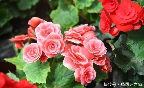 5种耐阴花,家里采光不好也能开花,花期超长,值得拥有!