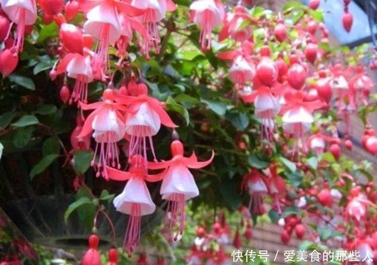 4种福运花,自带福气好养活,随便一养成花海,太美了!