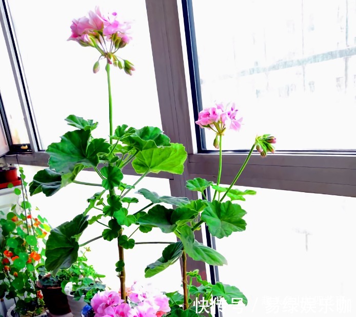 修剪|6种花,长高就“变丑”,株型低矮才“漂亮”,要舍得剪!