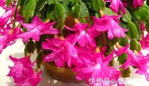 观叶|喜欢养花就选此3种,既漂亮又好养,在家赏花观叶不犯愁