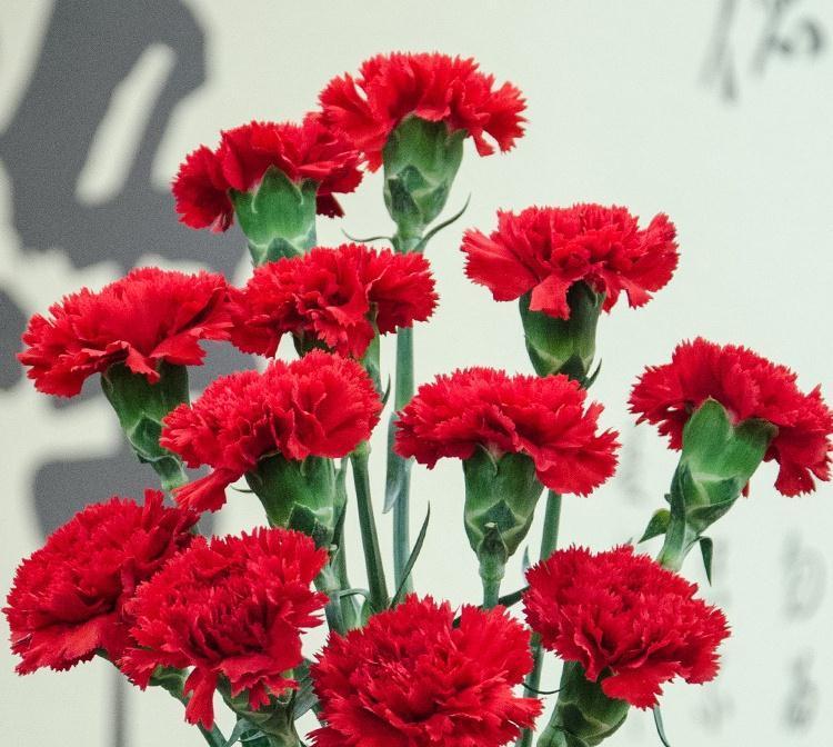 养花试试这几款，开花后，修剪一次，添加肥料，它能开得又亮又美