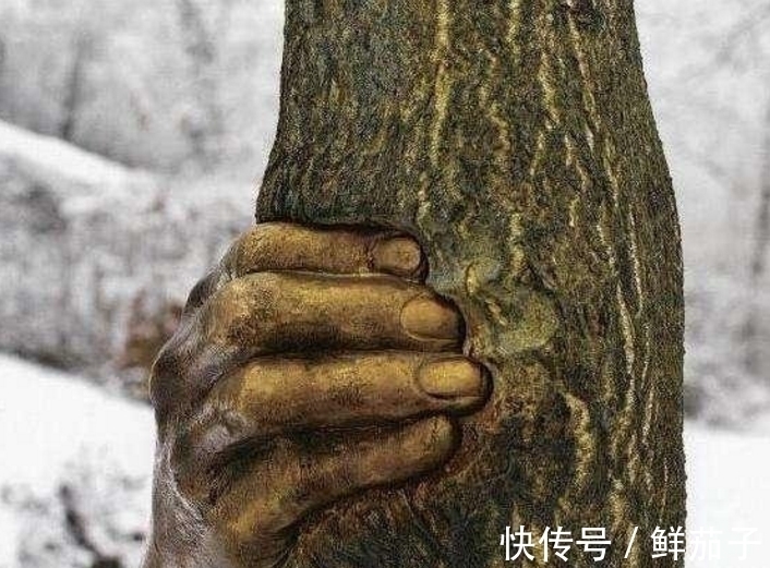 一只手$世界上最顽强的一只手,握在一棵树上50年,网友:好心疼树