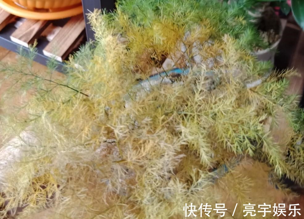 浇水|文竹发黄了怎么办全部剪掉,就能长出新叶子!