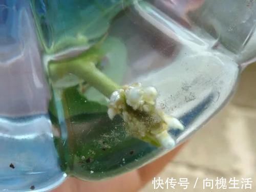 冬天扦插生根慢,快用这3招,生根又快又壮!