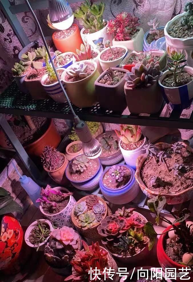 补光灯能降徒长？很多人都用错了，长时间照射，影响多肉健康