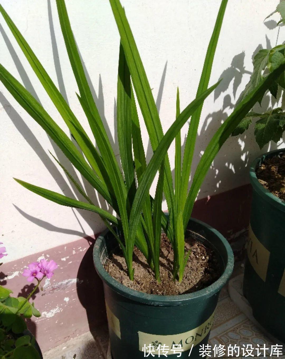 芦荟|8种花像“老母猪”，种一棵，生一窝，多得没地方养
