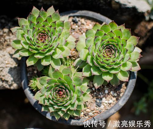 号称“徒神”的4种多肉，夏天稍不留神就成高个子，新手慎养