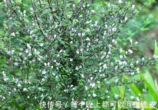 植株|农村人称“白马骨”的野草，全身是宝，对风湿有良效，被广泛种植