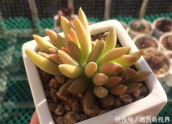 叶插|别人扔的多肉,他非要捡,最后照样也能养爆盆!