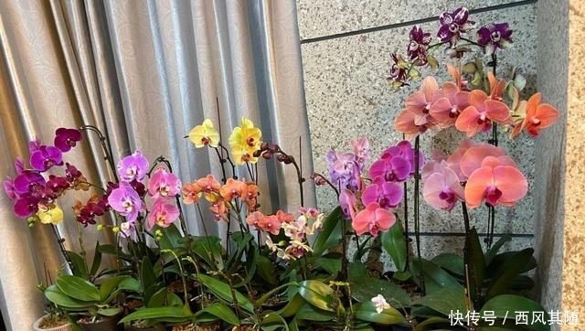 这三种花很“娇气”,冬天要慎养,一不小心只剩盆