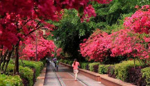 兰花|6种北方不适合养的花卉,技术不到位容易死,非高手就不要考虑了