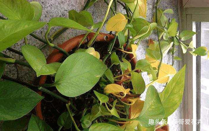 绿萝黄叶怎么办及时用上“1种水”,叶片油绿有光泽,真管用