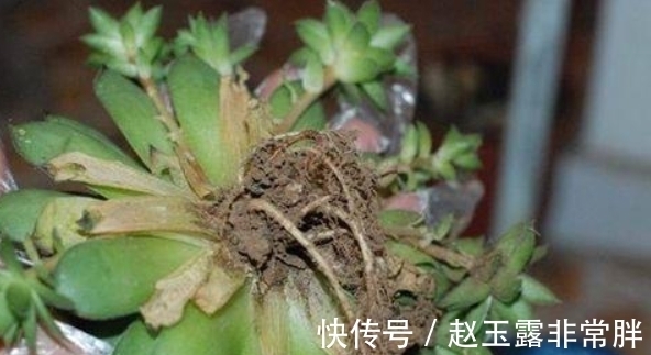 新手养多肉容易“踩雷”,绕过4个“雷区”,才知道多肉并不难养