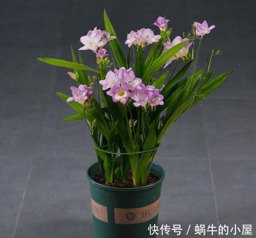 春天买花有技巧，4种花再便宜也别买，养不活白费力！