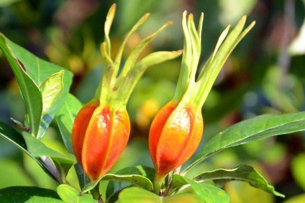 栀子|晚上睡不着不要急，用一物泡水喝，告别失眠，一觉到天亮