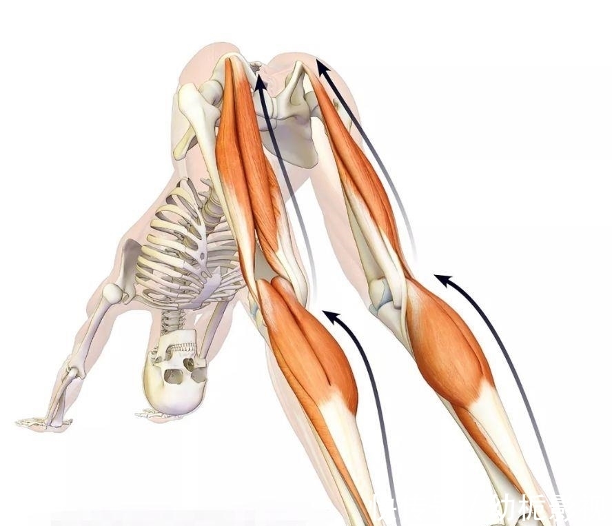 腓肠肌|练瑜伽下犬式脚跟无法触地?这些解剖常识你要知道!