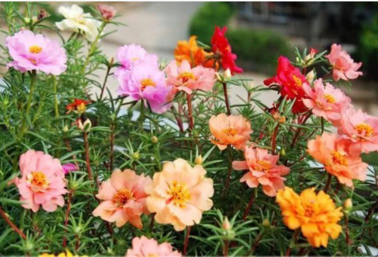 花卉|从5月23日开始，家养此款花卉，遇水就疯长，不怕养不活！