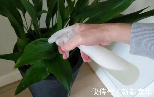 光照|专业养花人:练成这几招,杀手也能秒变“大神”