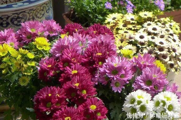 秋天的院子,养点喜欢的花,乐得自在!