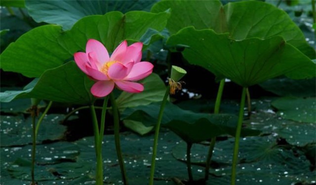 雨露&雨露荷花七首,杜甫写得清艳,李商隐写得忧伤,杨万里写得俏皮