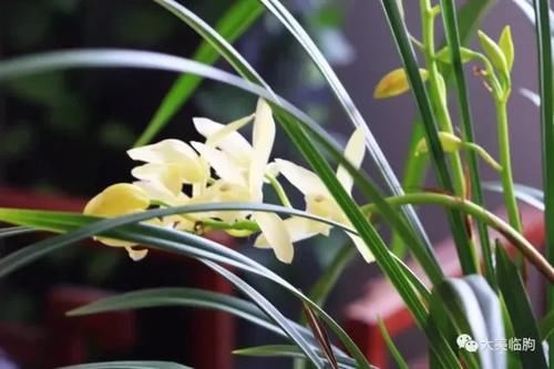 看看小编的兰花