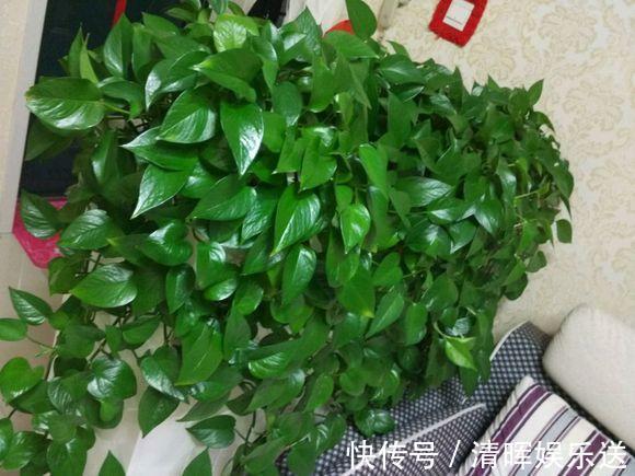 养花不会施肥2种“小东西”垫盆底，一年不用施肥，花卉蹭蹭长