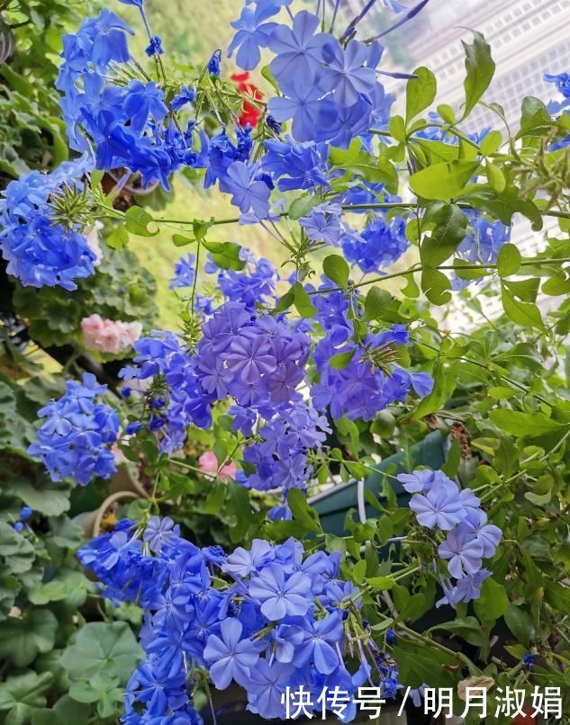 这3种花，就得使劲晒太阳，晒不够不开花