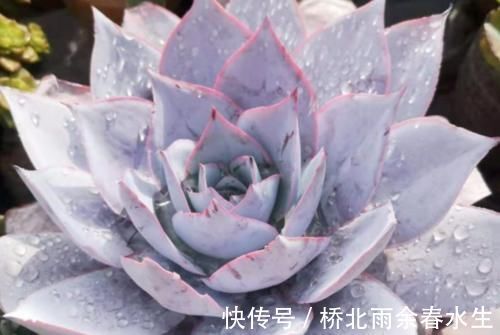 温度|温度2℃到14℃多肉还能继续放在室外露养吗？可以，但要注意这几个要点
