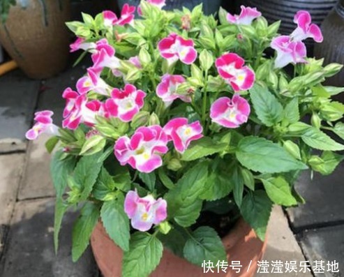 室内养花浇水很关键，学会这“4招”，养花才能不烂根