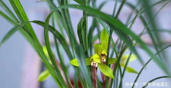 春兰|兰花鉴别春兰、蕙兰傻傻分不清,教您一招,百试百灵