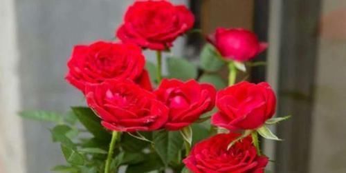 花人|懂花人给客厅养5种花，美观大气、花色繁多易爆盆，娇艳欲滴