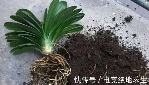 君子兰冬季更换花盆时,应将不需要保留的根切掉,以减少养分消耗