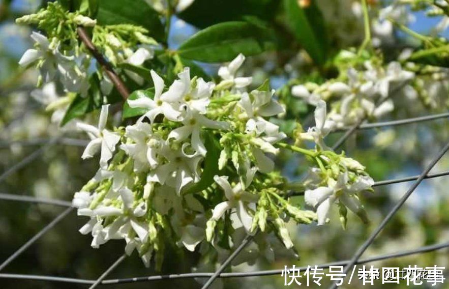 茉莉花期结束后，4件事万万别做，明年花少是小事，就怕过不了冬