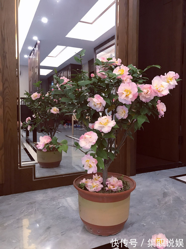 最好养的山茶花,花期长,香气浓郁,南方北方都能养,适合新手