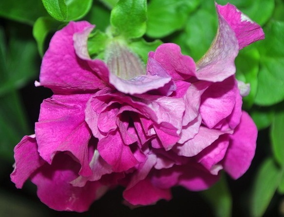 重瓣花卉|喜欢养花的尝试养重瓣花卉，不仅开花好看花期还长，还很好养活