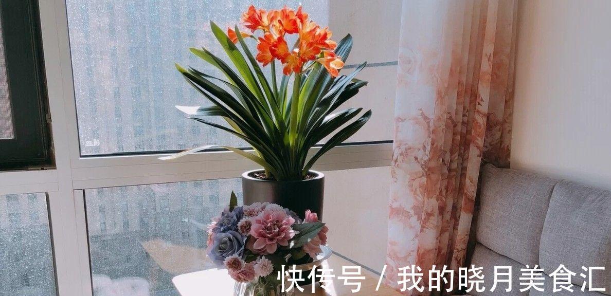 天竺葵|天冷就养“6种花”，越冷越爱开花，吉祥“喜庆”又高档