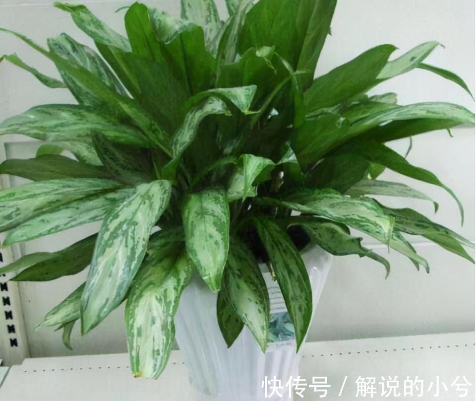 植株|此种植物名字最霸气，叫做银皇帝，不仅外观好看，功能也特强大