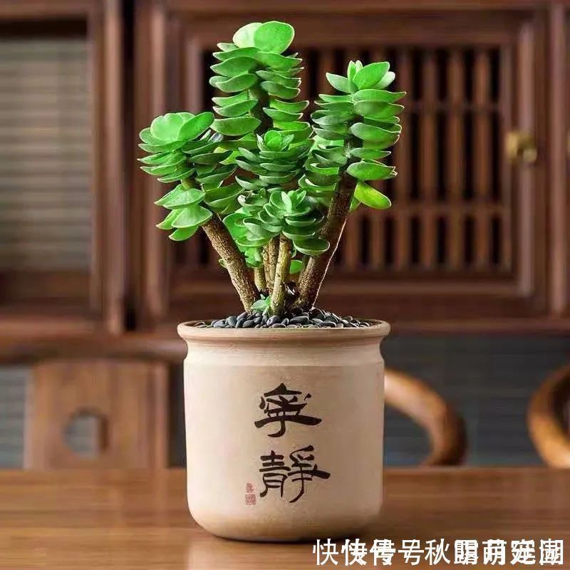 叶片|八种命里带“钱”的植物,家里养一盆,招财又旺运,你家养了几种